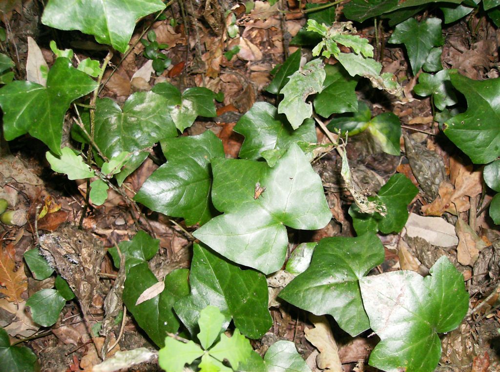 Pianta degli Astroni - Hedera Helix